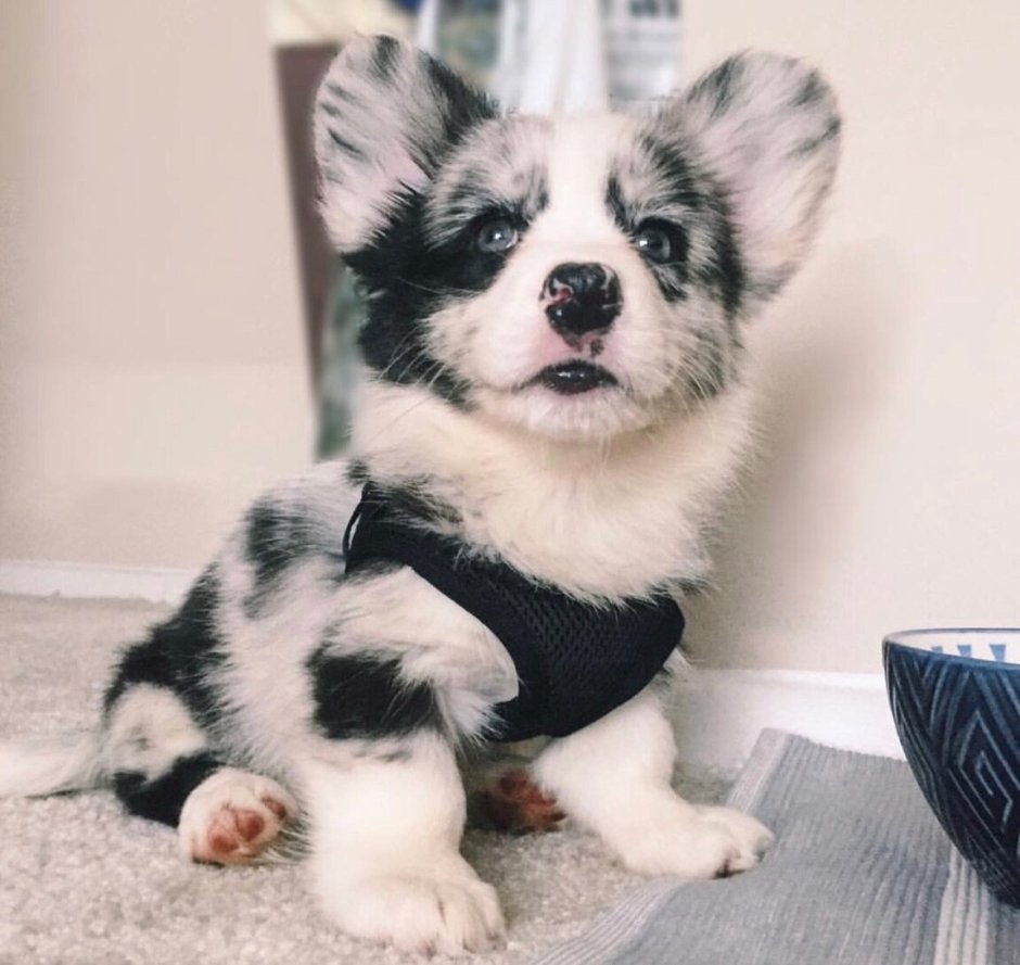 Вельш корги мраморный