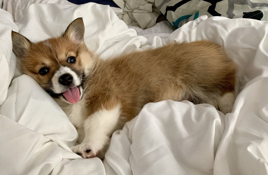 Щенок корги