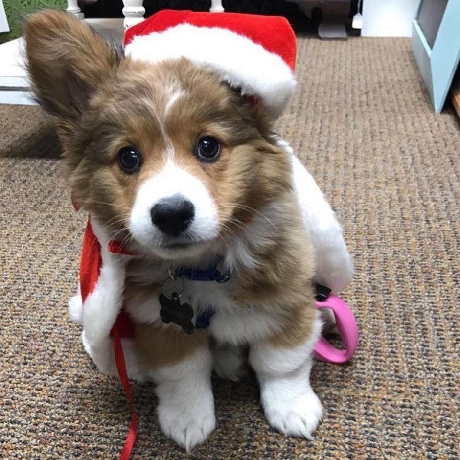 Ролики с корги