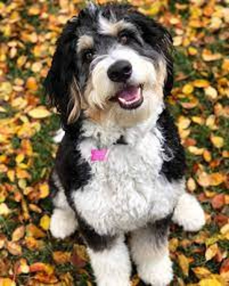 Bernedoodle порода собак