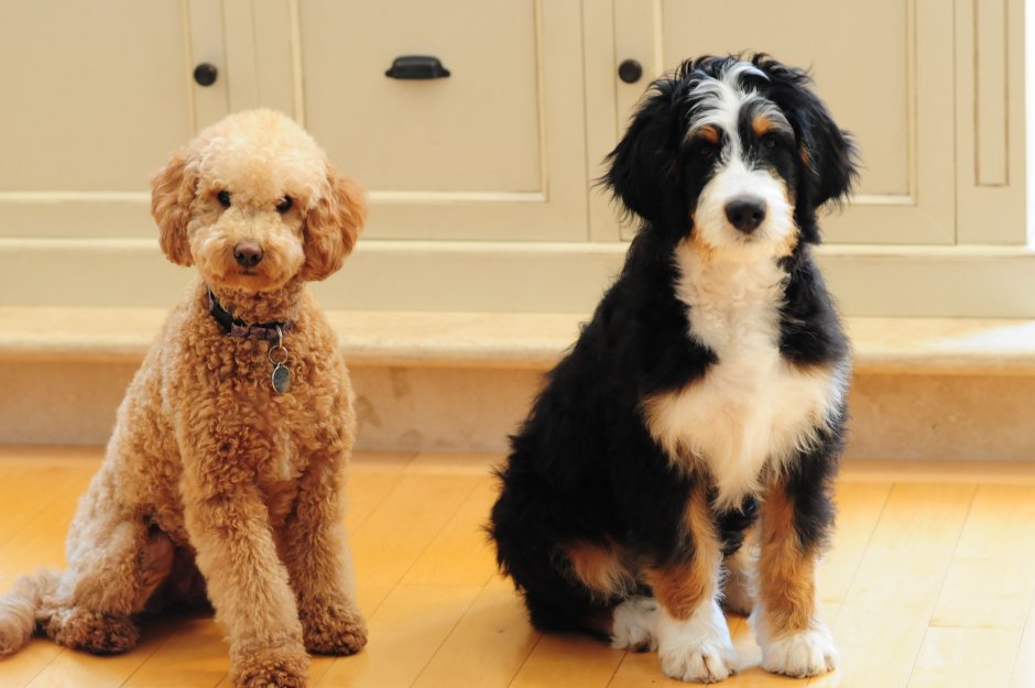Bernedoodle порода собак