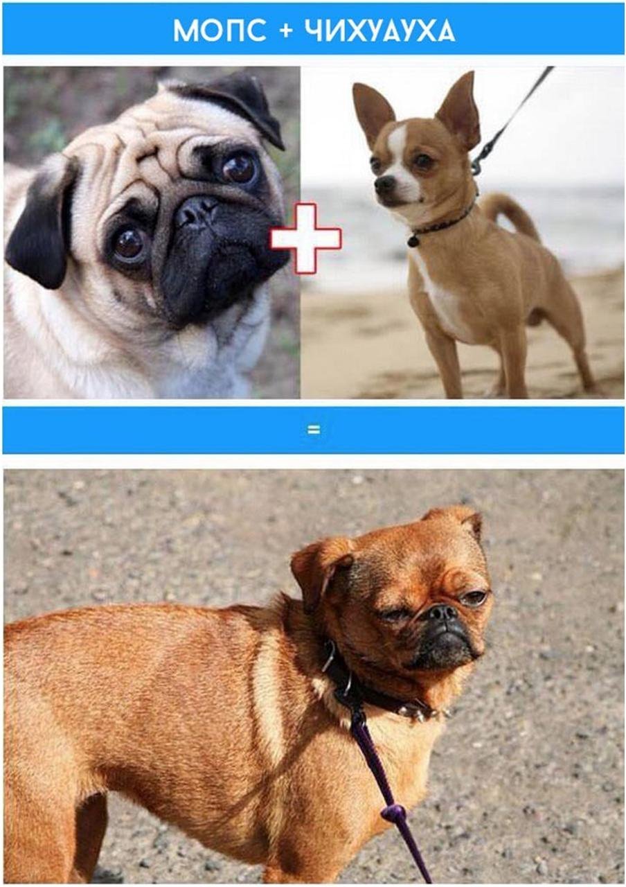 Собаки смешанных пород