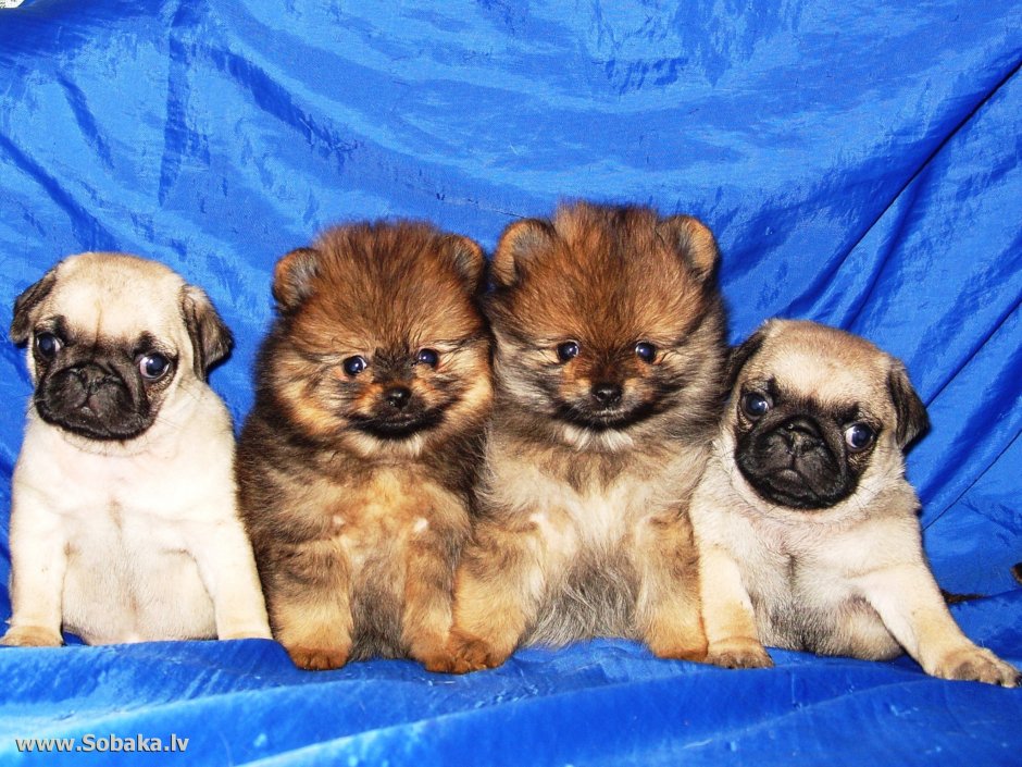 Мопс и померанский шпиц