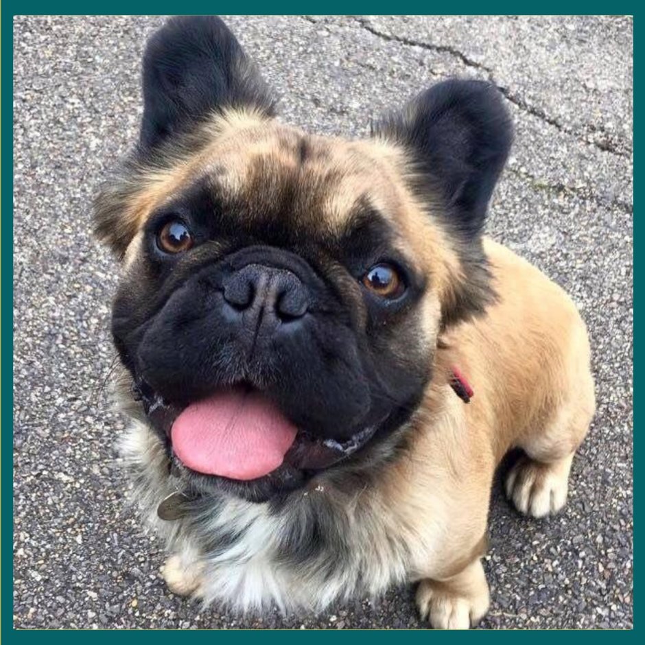 Флаффи французский бульдог