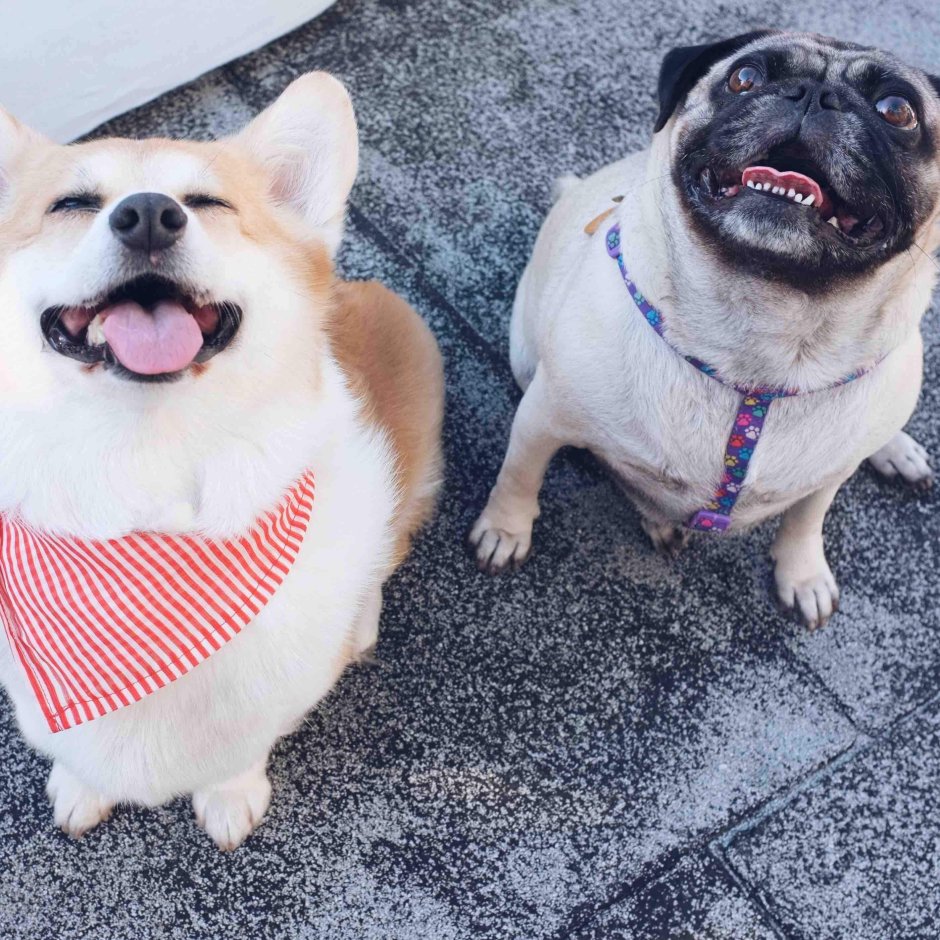 Шпиц корги Мопс