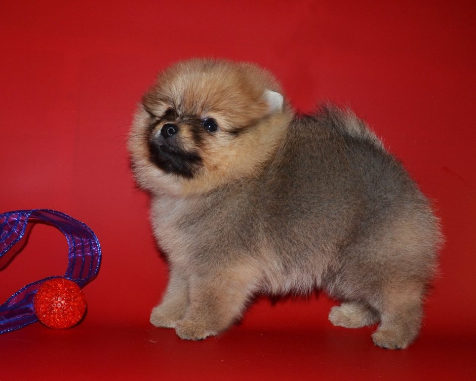 Шпиц с пекинесом