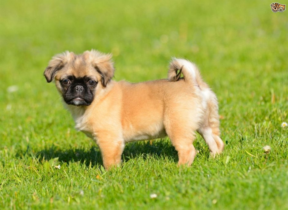 Помесь МОПСА И чихуахуа