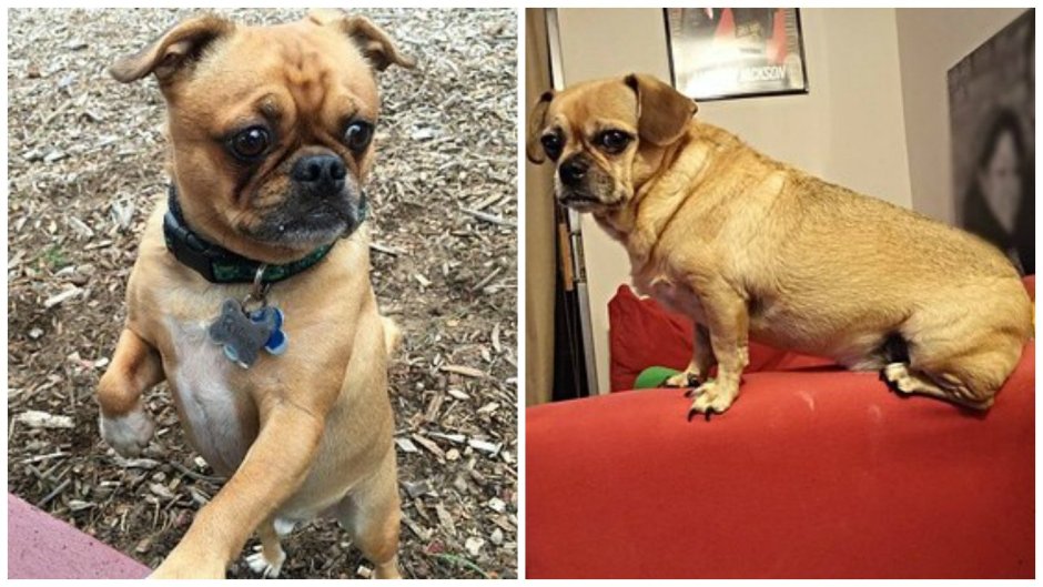 Метис МОПСА И таксы