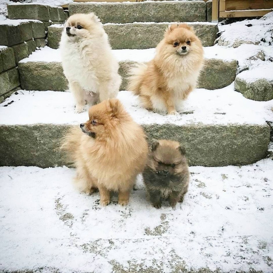 Мопс и померанский шпиц