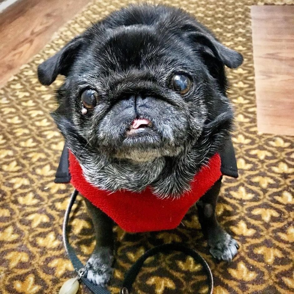 Помесь МОПСА