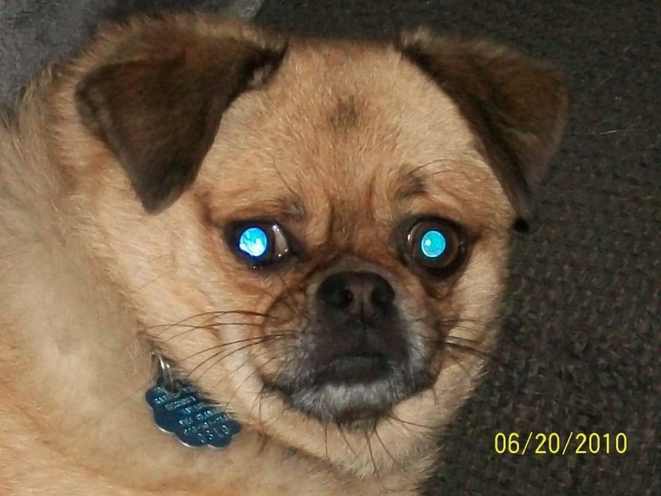 Метис МОПСА И пекинеса