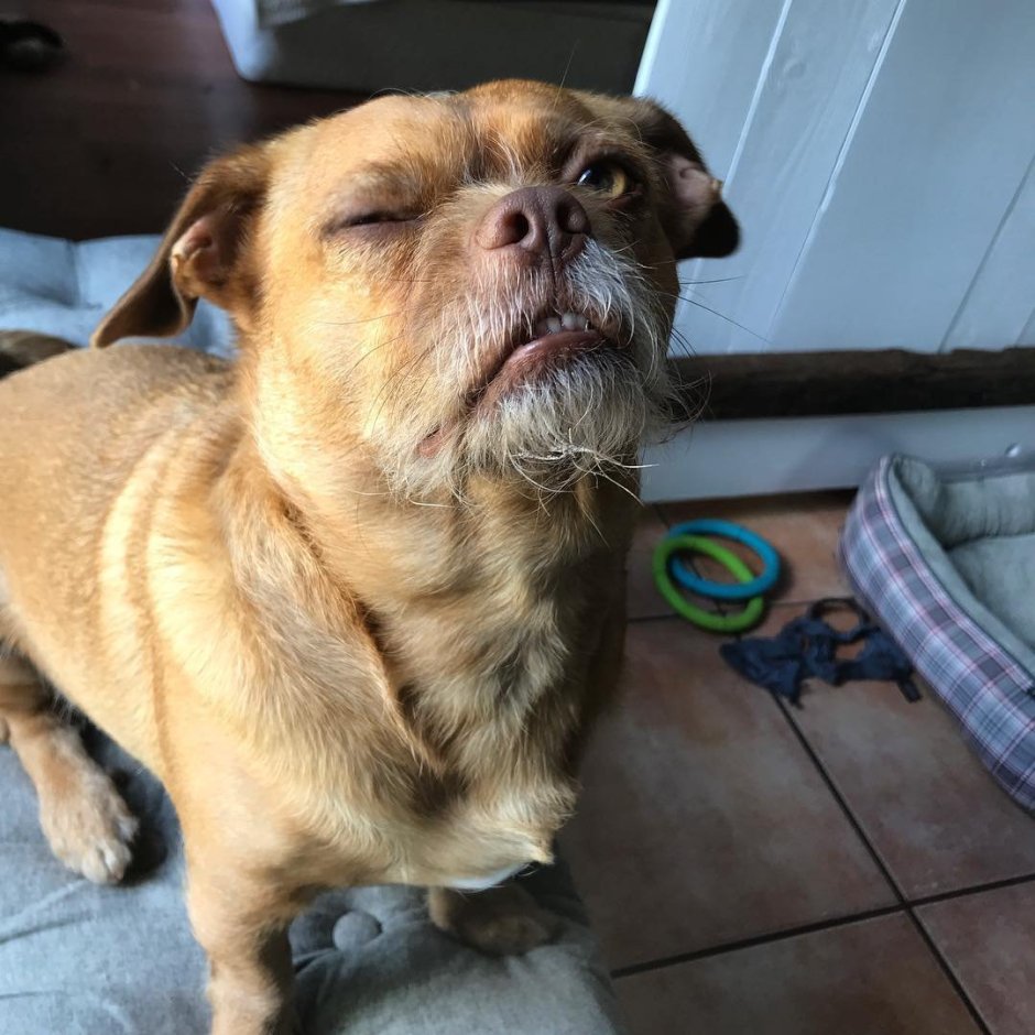 Метис таксы и пекинеса