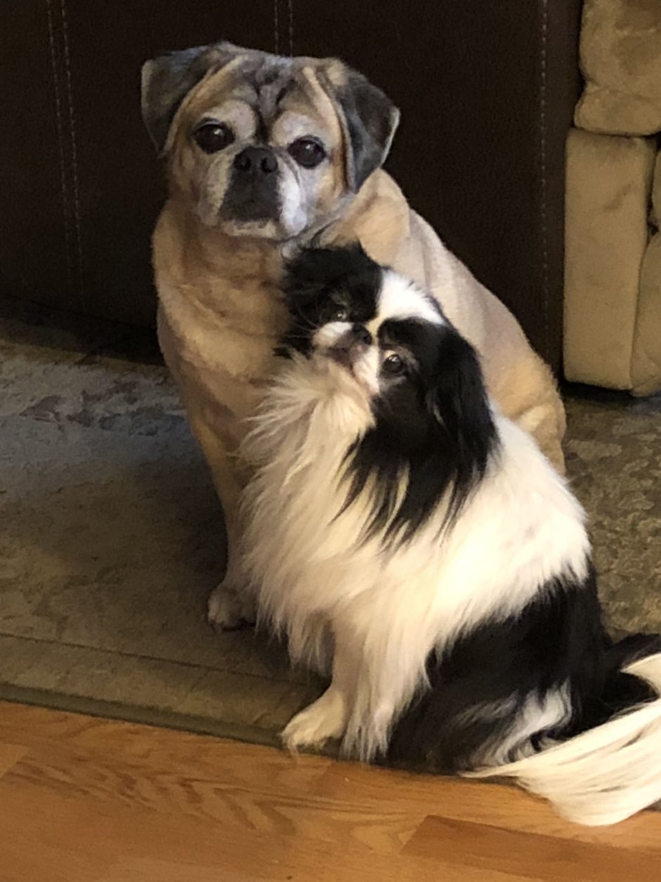 Помесь пекинеса