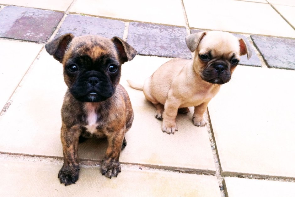 Мопс бульдог Пекинес