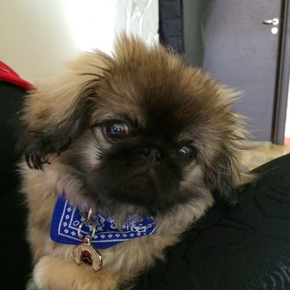 Метис МОПСА И пекинеса