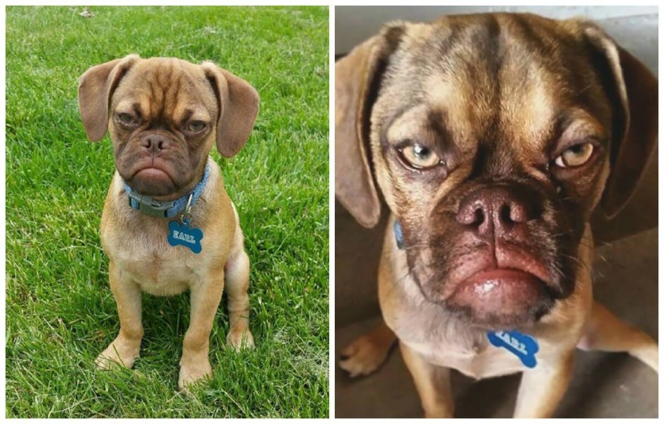 Смесь бигля и МОПСА