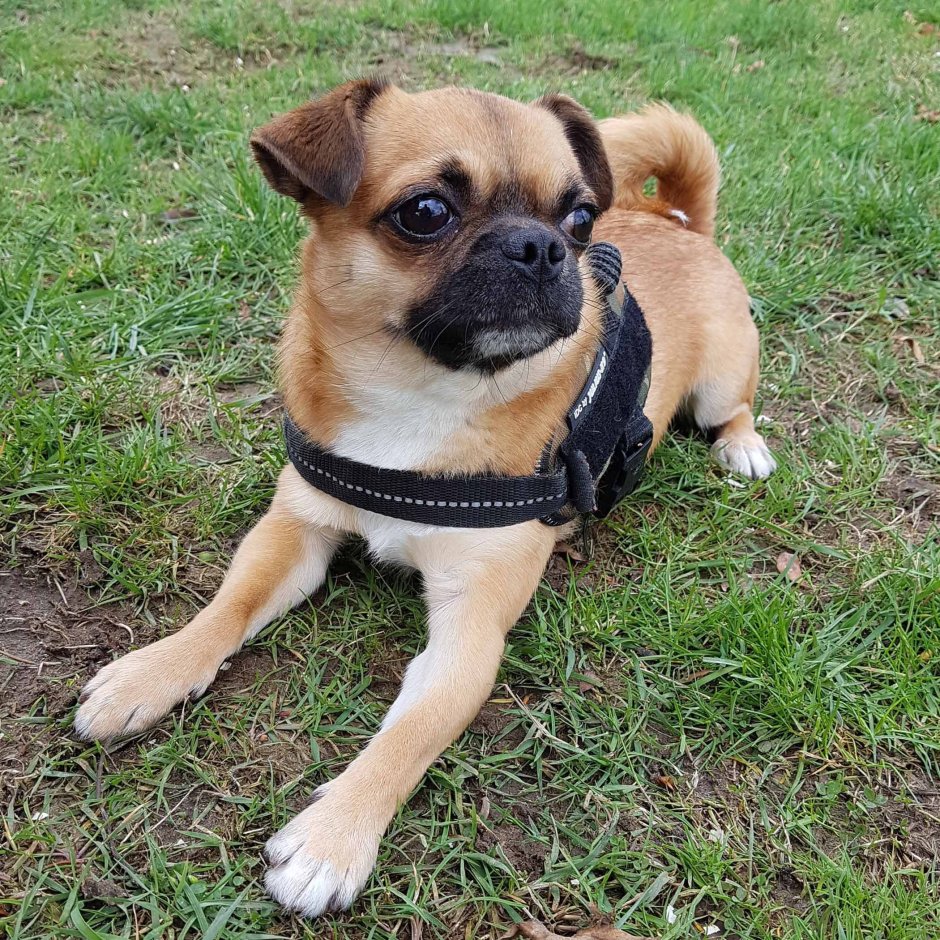 Помесь МОПСА И чихуахуа