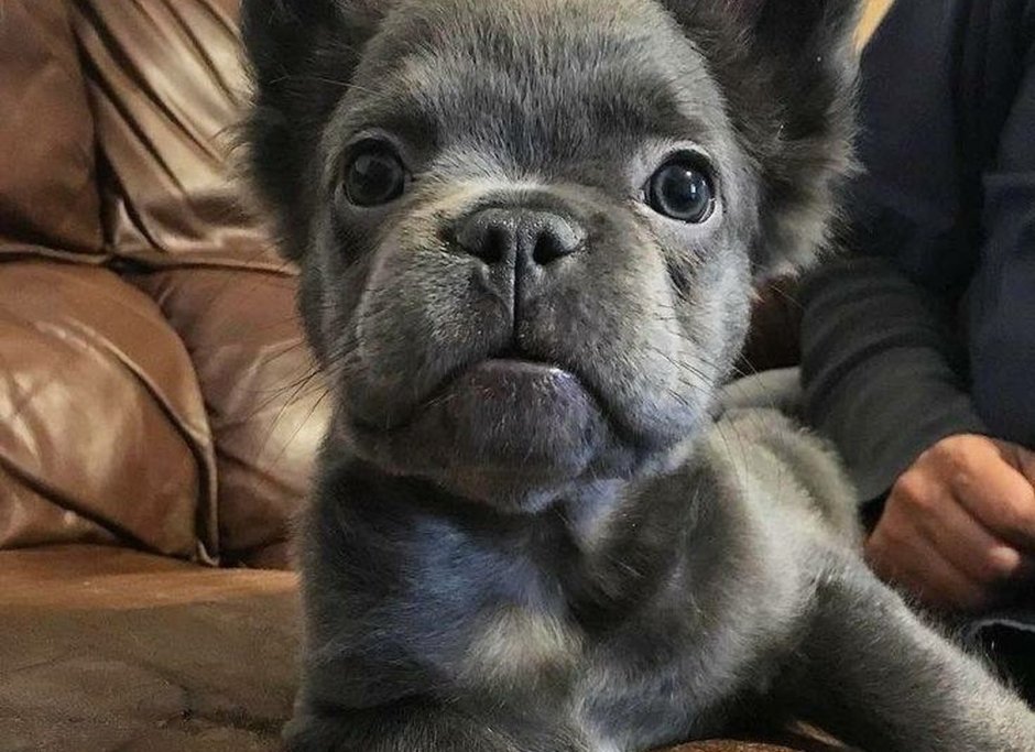 Метис МОПСА