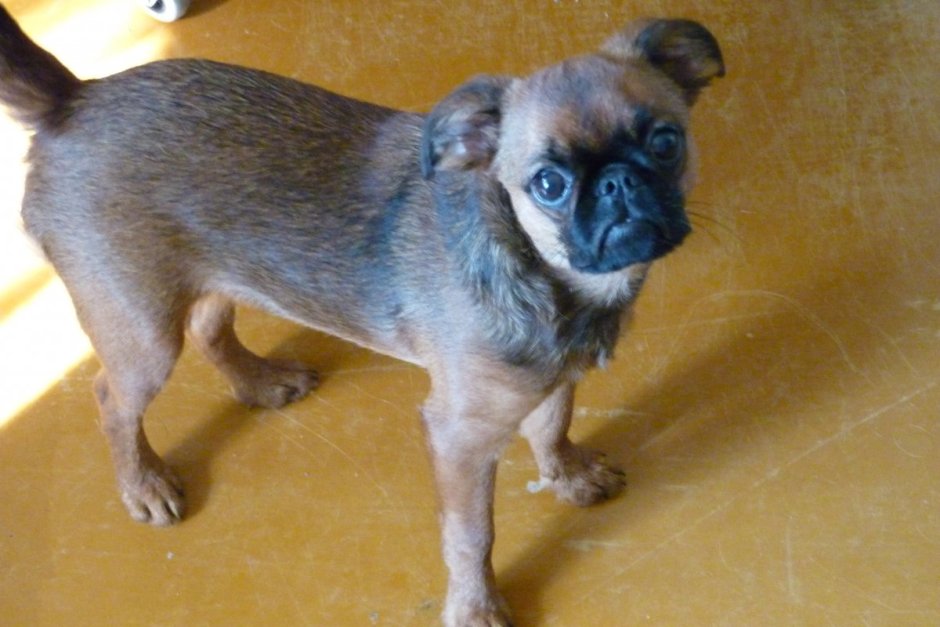 Смесь Пти брабансона и шпица