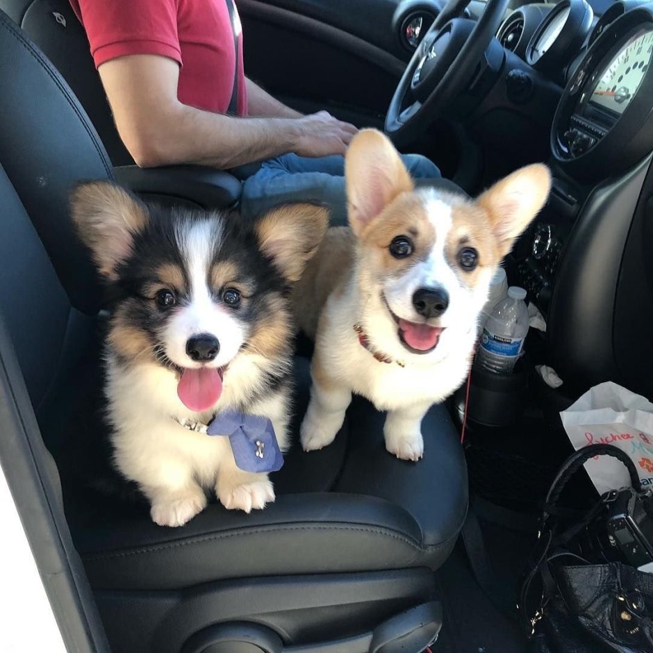 Корги и шпиц вместе