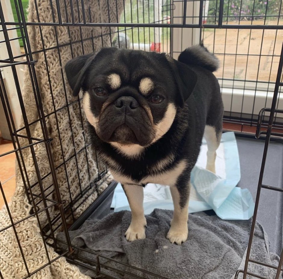 Помесь МОПСА И пекинеса