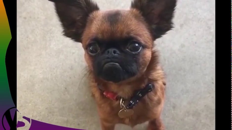 Помесь МОПСА И чихуахуа