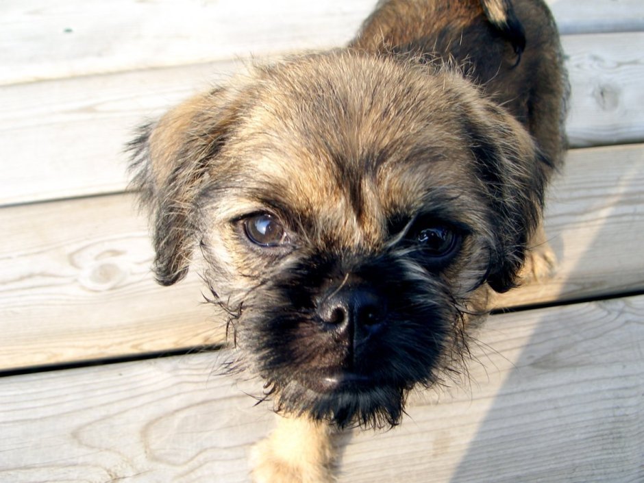 Брюссельский гриффон / Мопс (гибрид