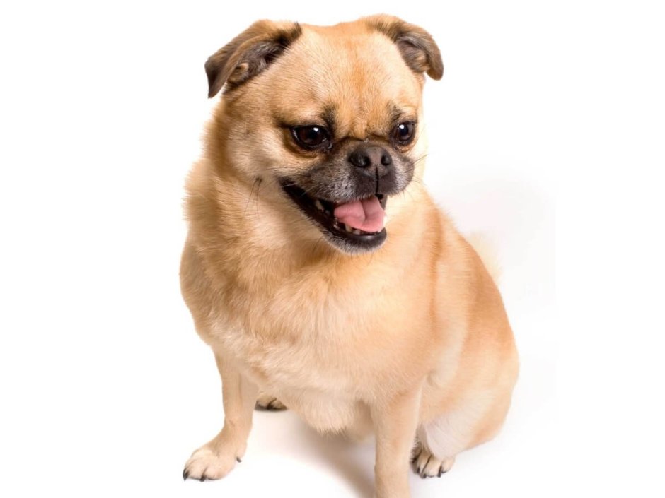 Шпиц плюс Мопс