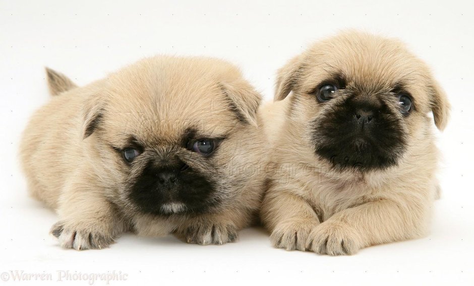 Мопс и померанский шпиц