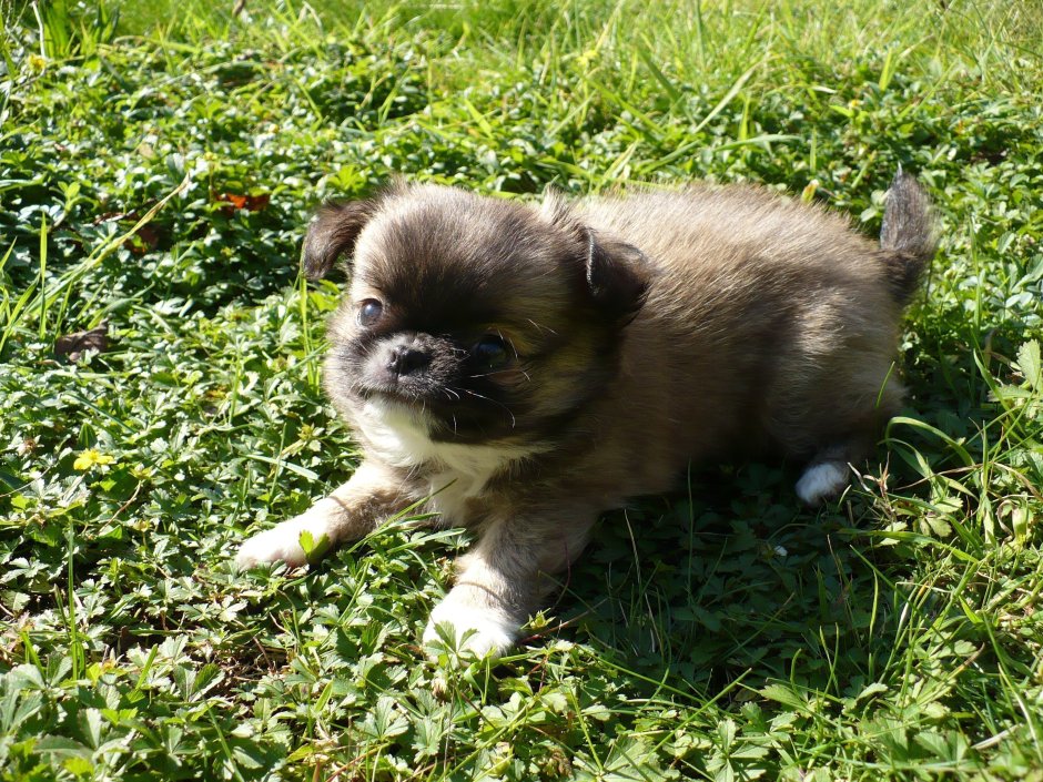 Помесь шпица и МОПСА