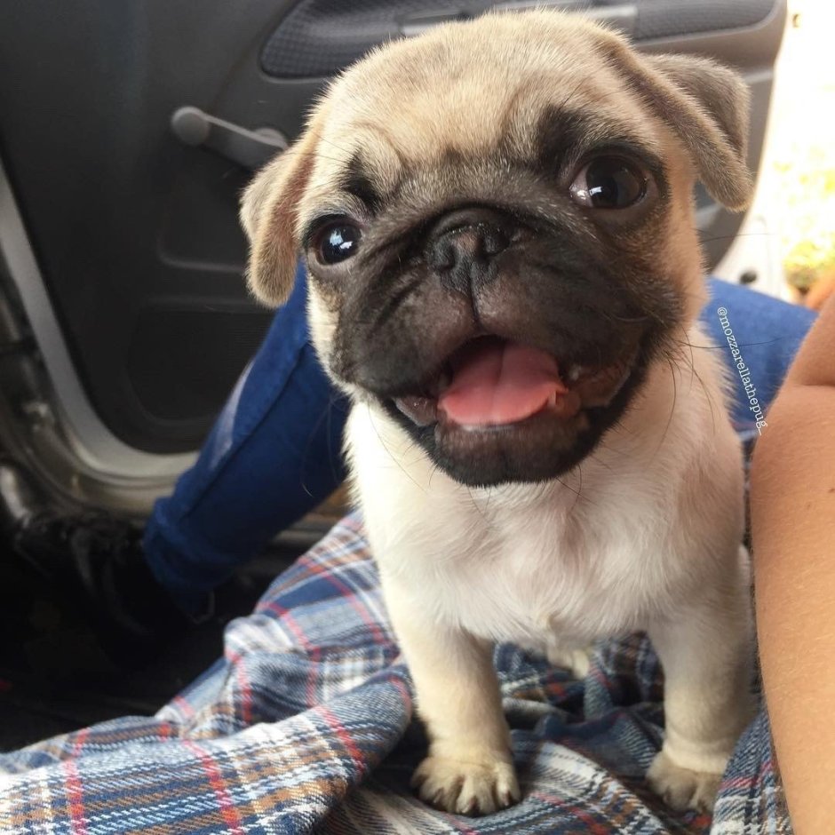 Мопс скрещенный с чихуахуа