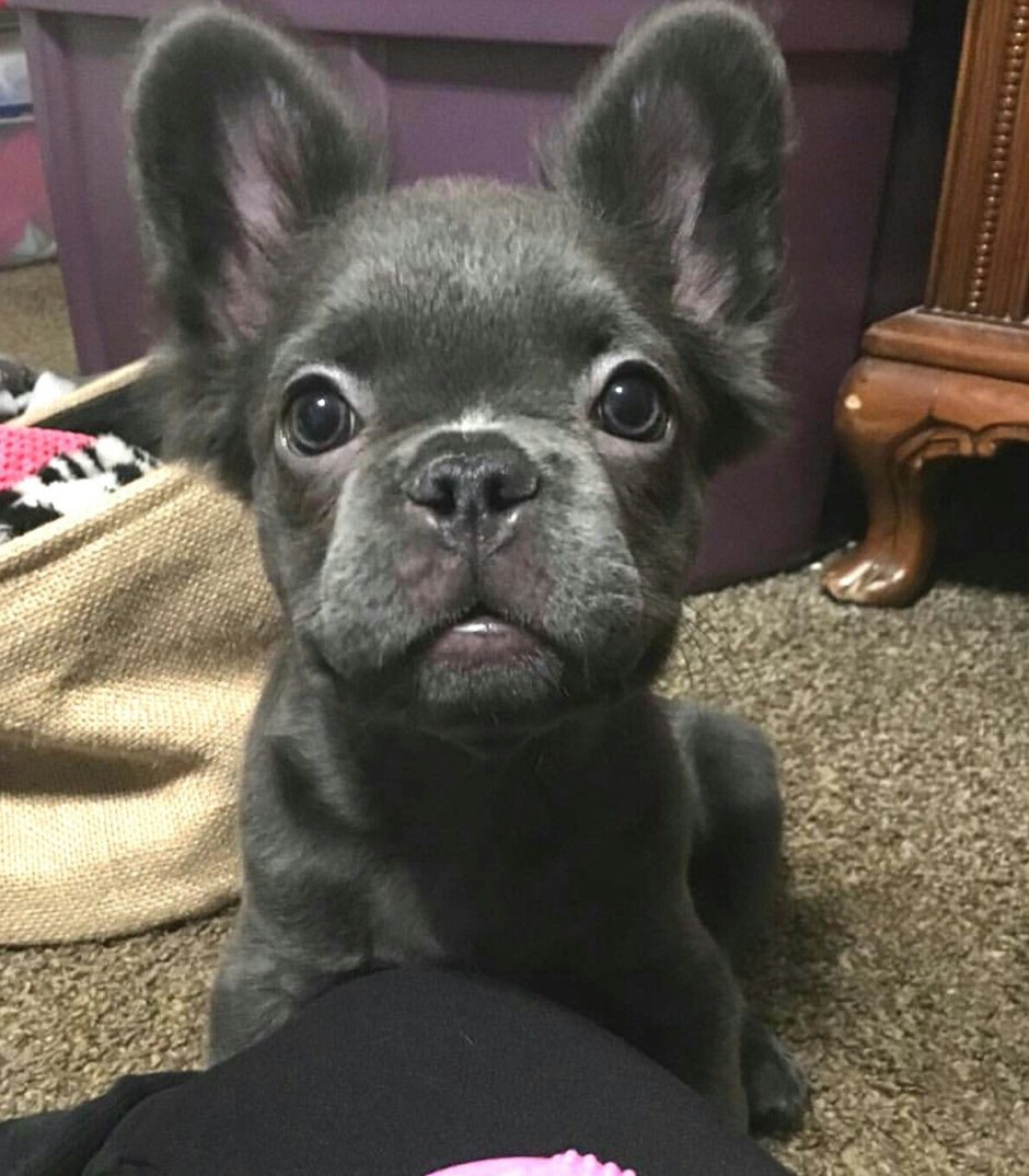 Щенки французского бульдога флаффи