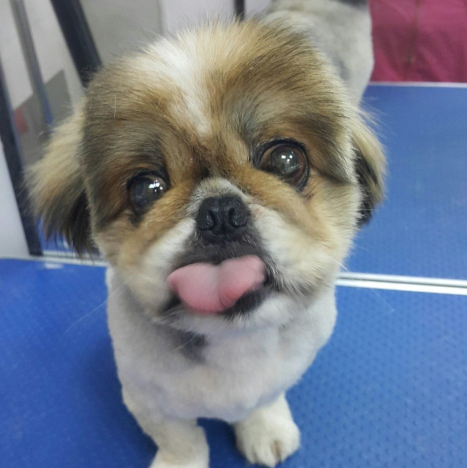 Пекинес с бульдогом