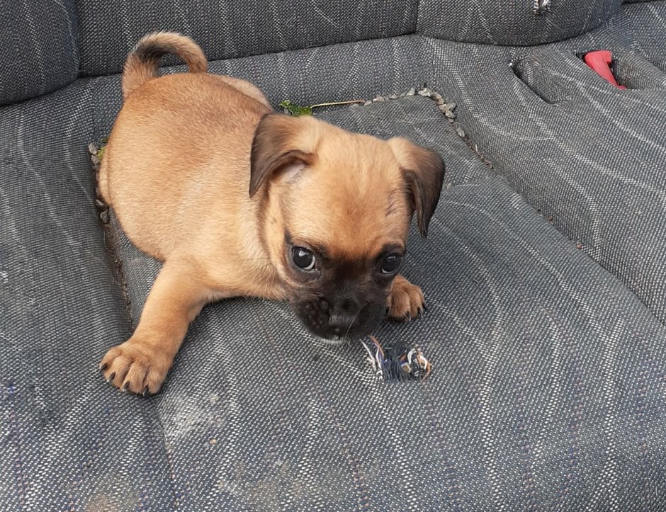 Папильон метис Мопс