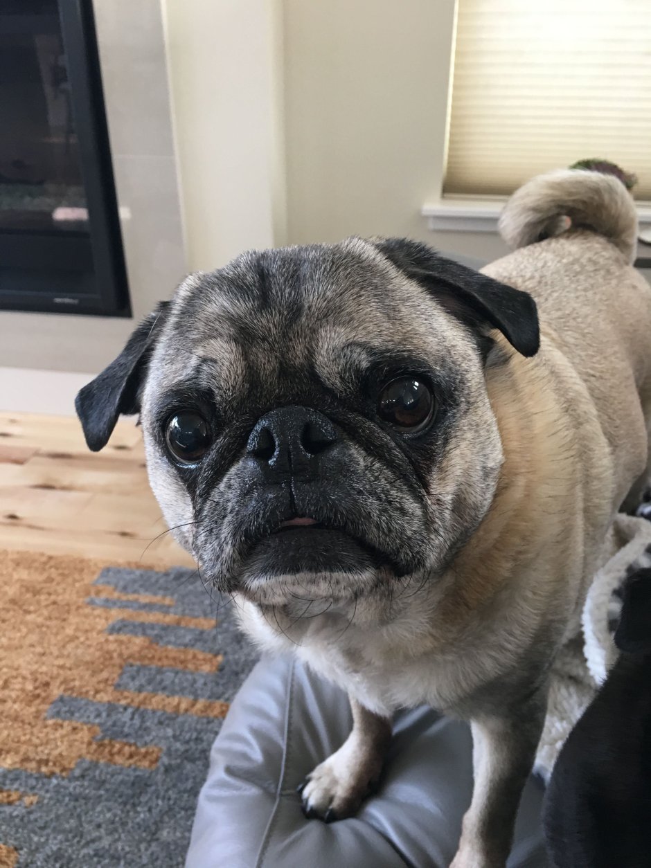 Бульдог и Мопс