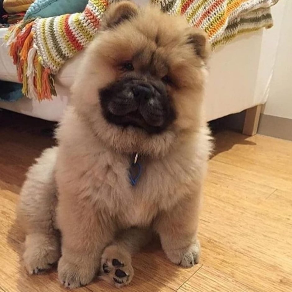 Смесь МОПСА И чау чау