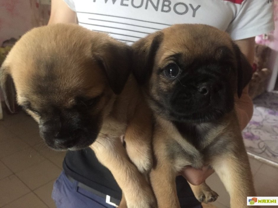 Щенки метисы МОПСА