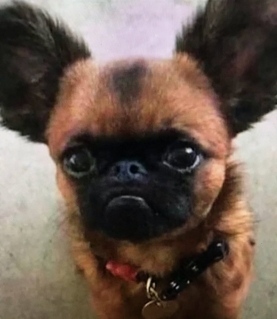 Метис МОПСА И чихуахуа