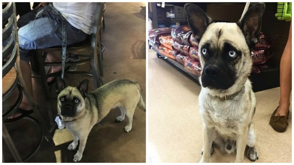 Помесь МОПСА И овчарки