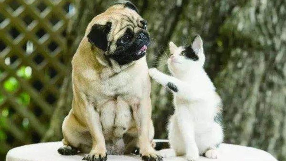 Мопс и кот