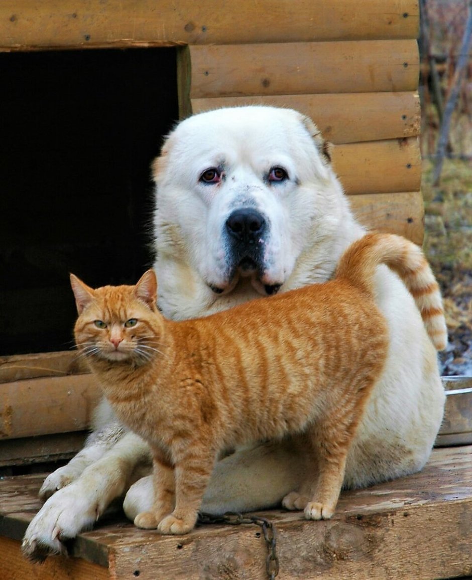 Вес МОПСА