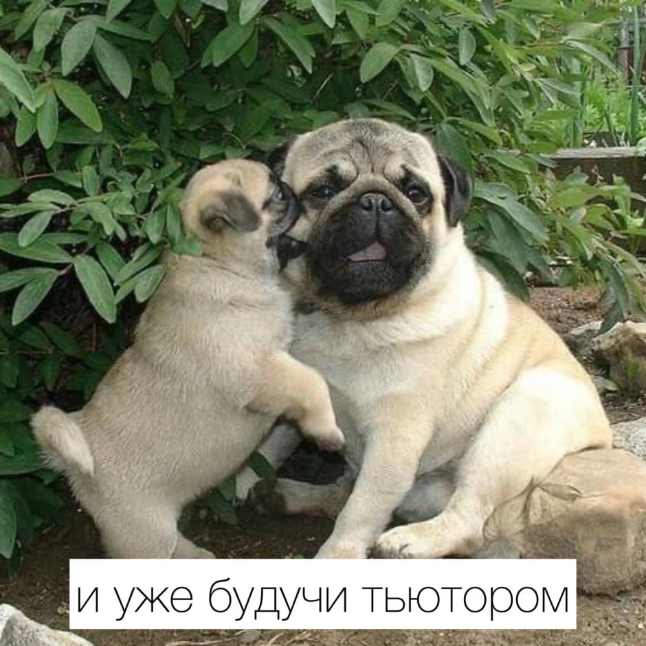 Сколько в среднем живут vjgcf