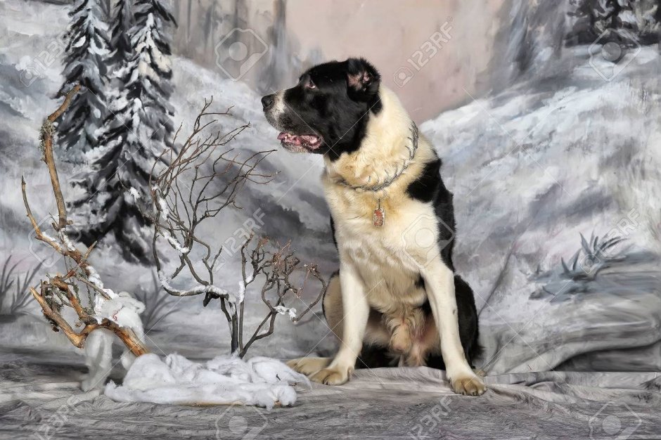 Живопись алабай