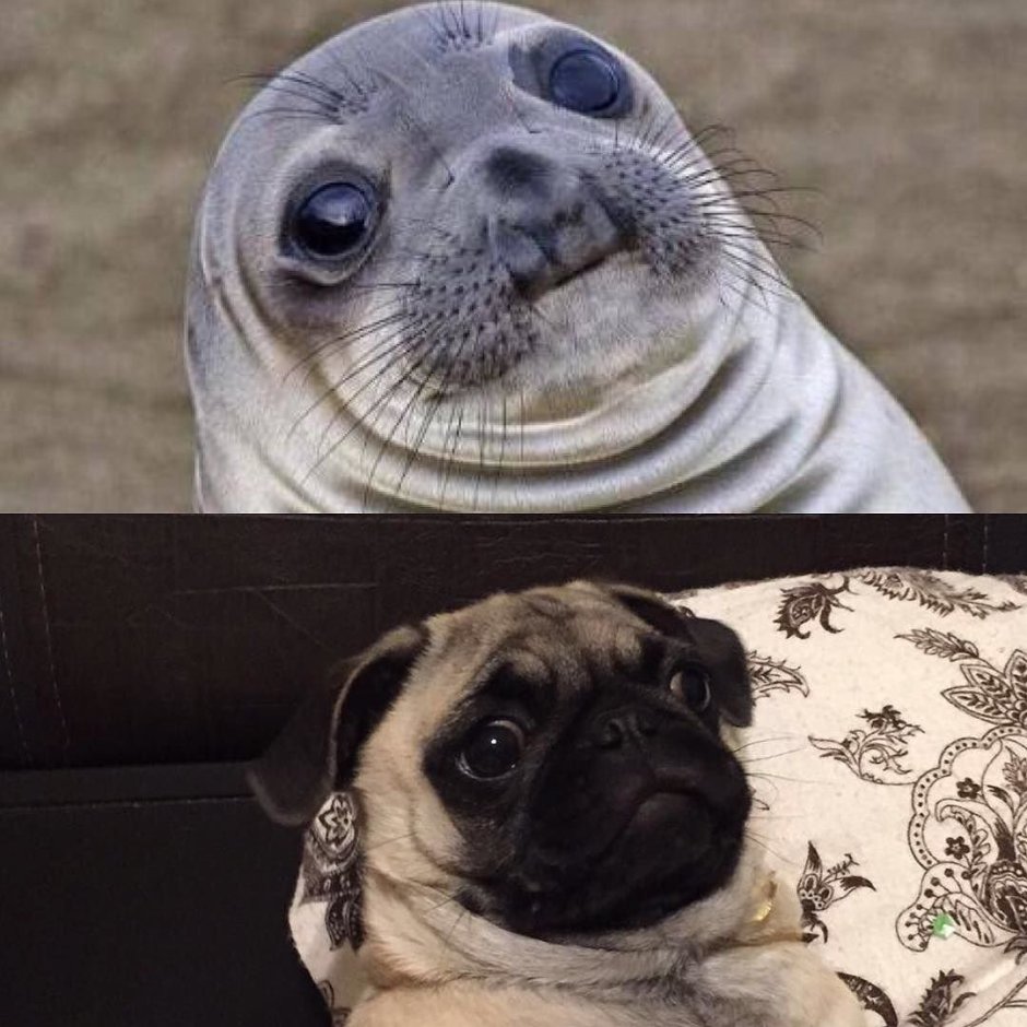 Мопс бэтмэээн