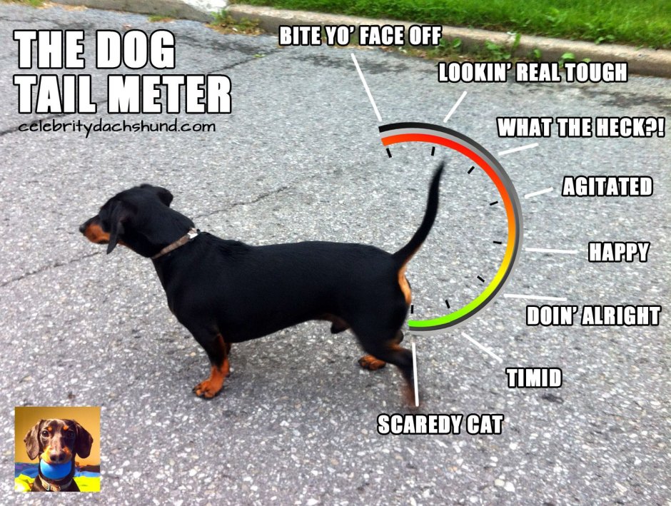 Dog bites Tail