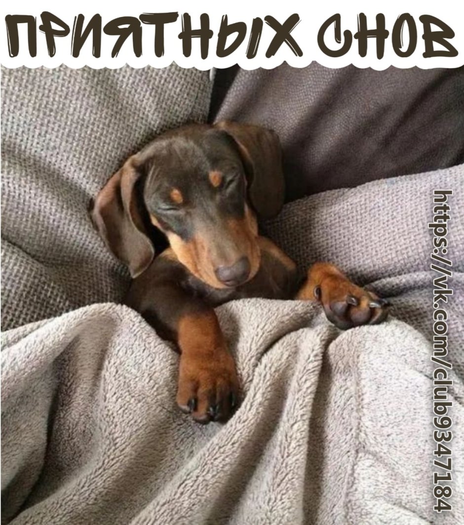 Такса Эстетика