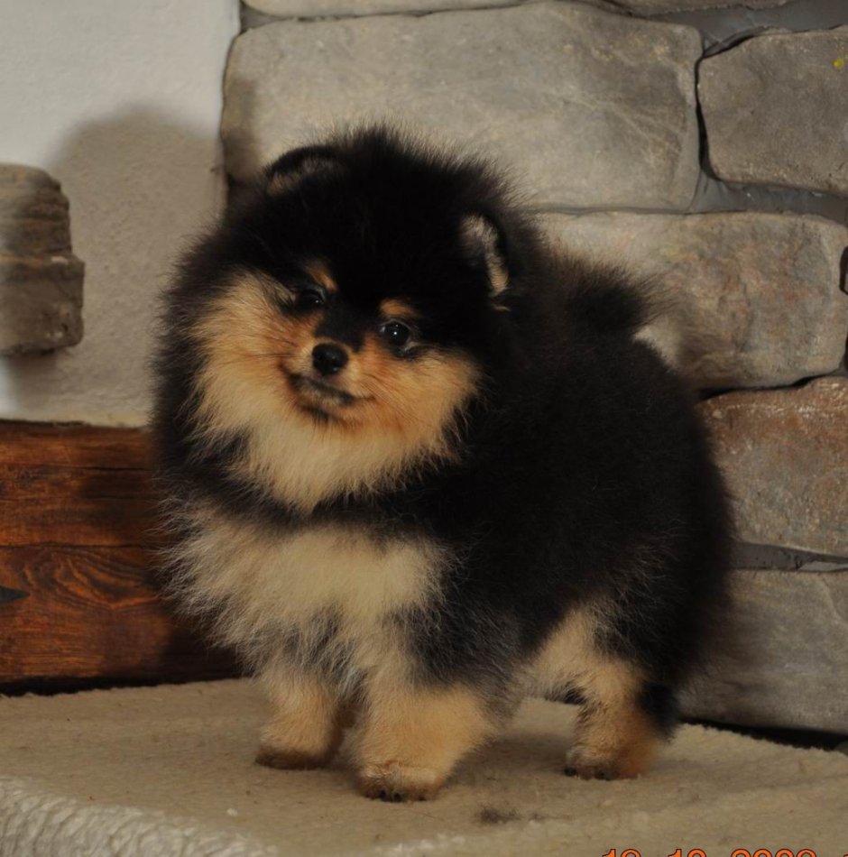 Spitz Puppies Black and tan