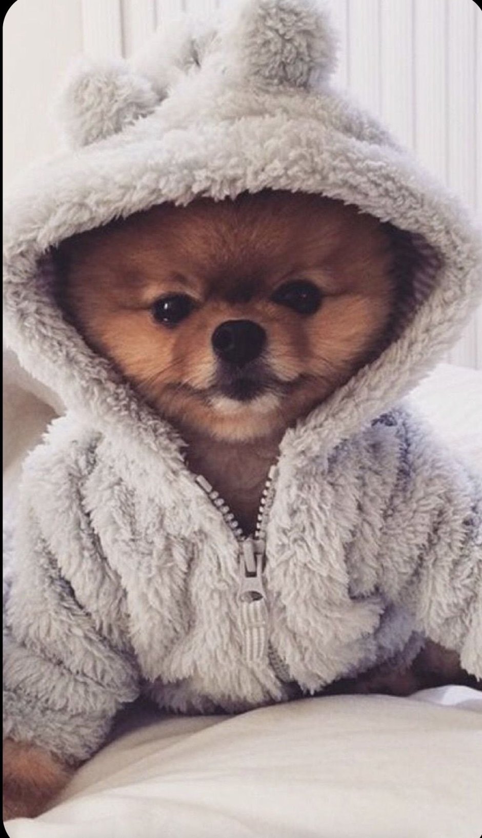 Шпиц в кофте