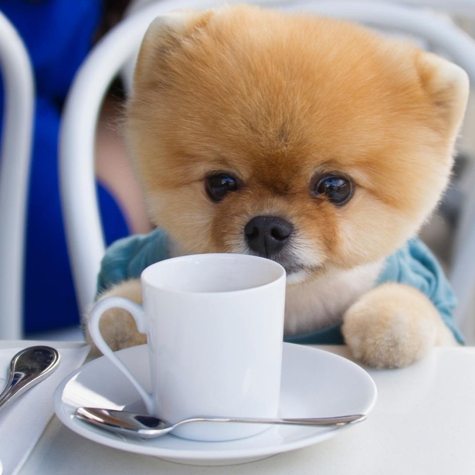 Шпиц jiffpom