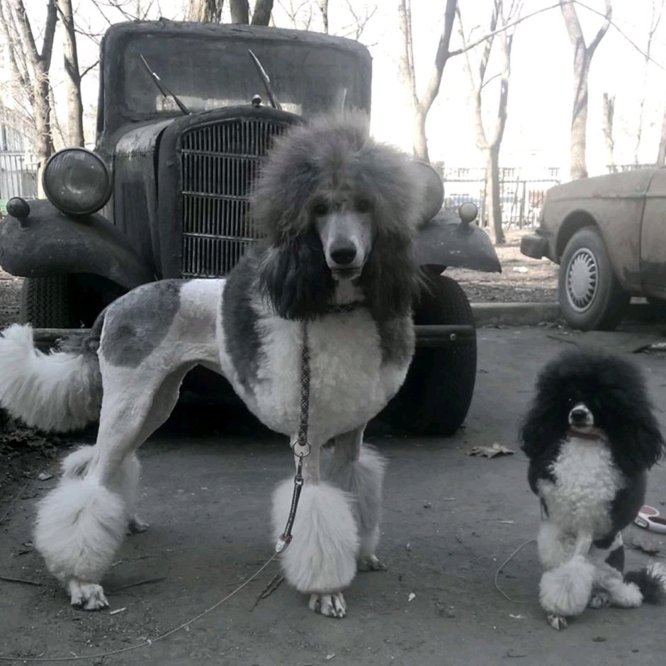 Королевский пудель партиколор